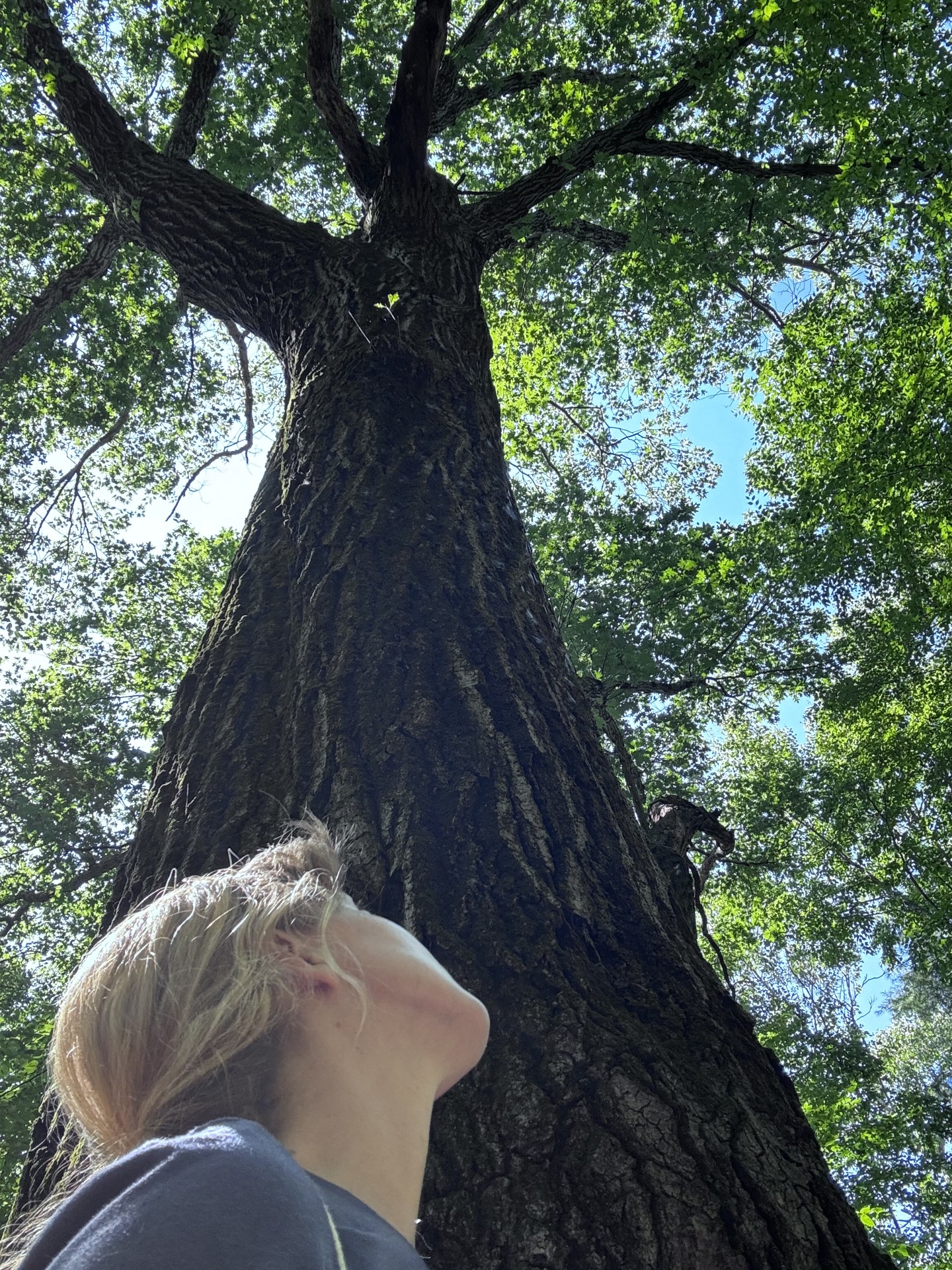 Image of a person looking up from below the tall trunk of an oak tree.