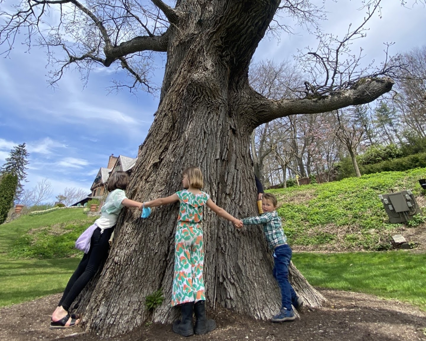 Image of three people joining hands around the trunk of an oak tree.