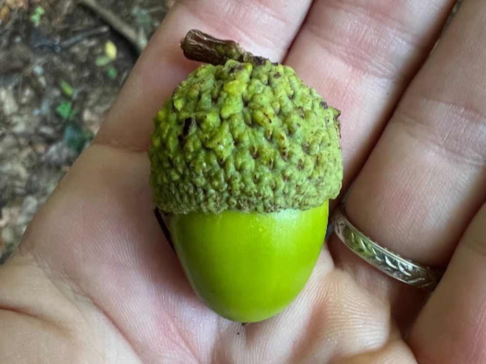 Image of a green acorn in the palm of a hand.