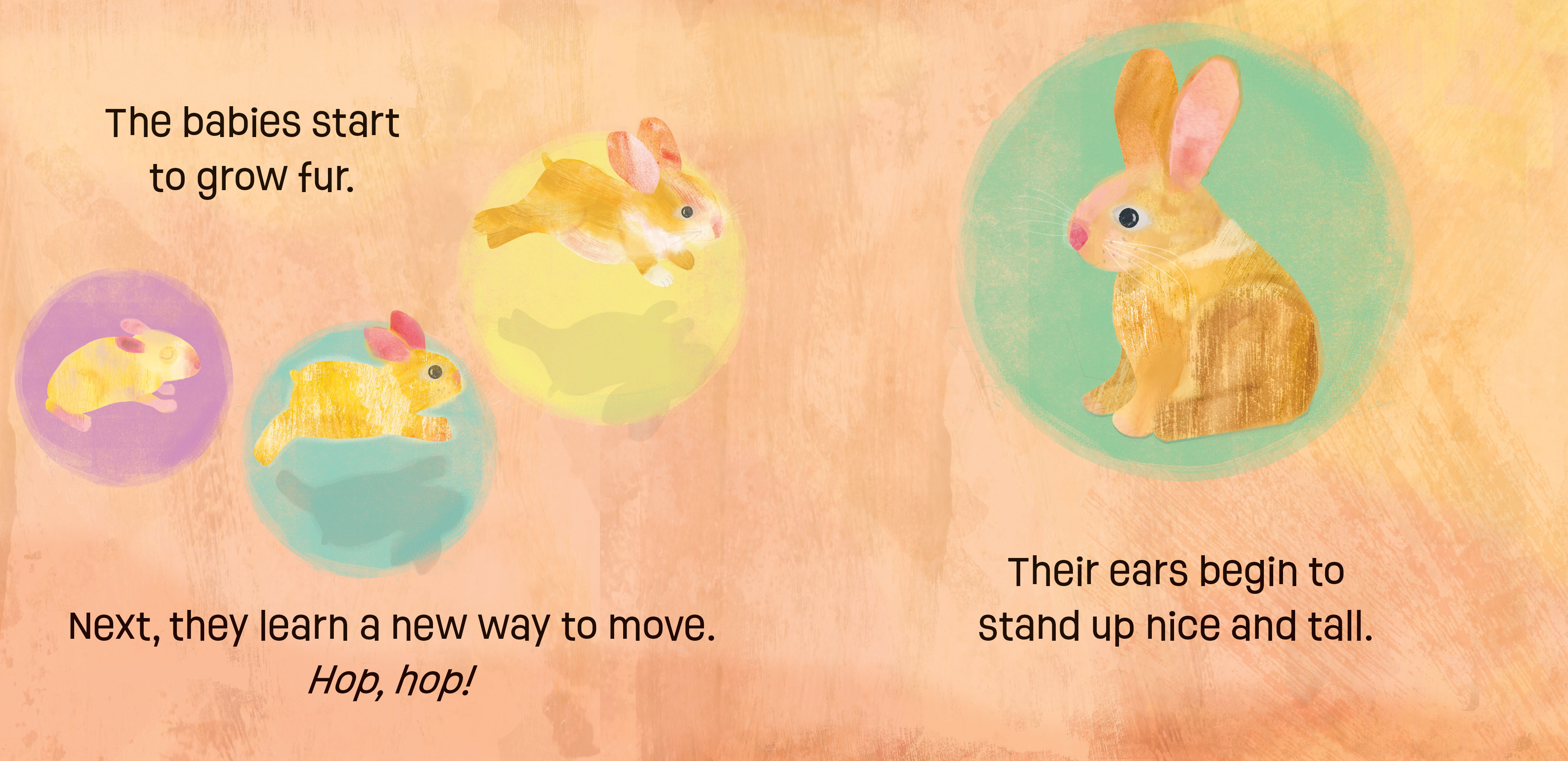illustration from the childrens book, Bunnies Know and Grow, of baby bunnies opening their eyes, growing fur, and hopping around.