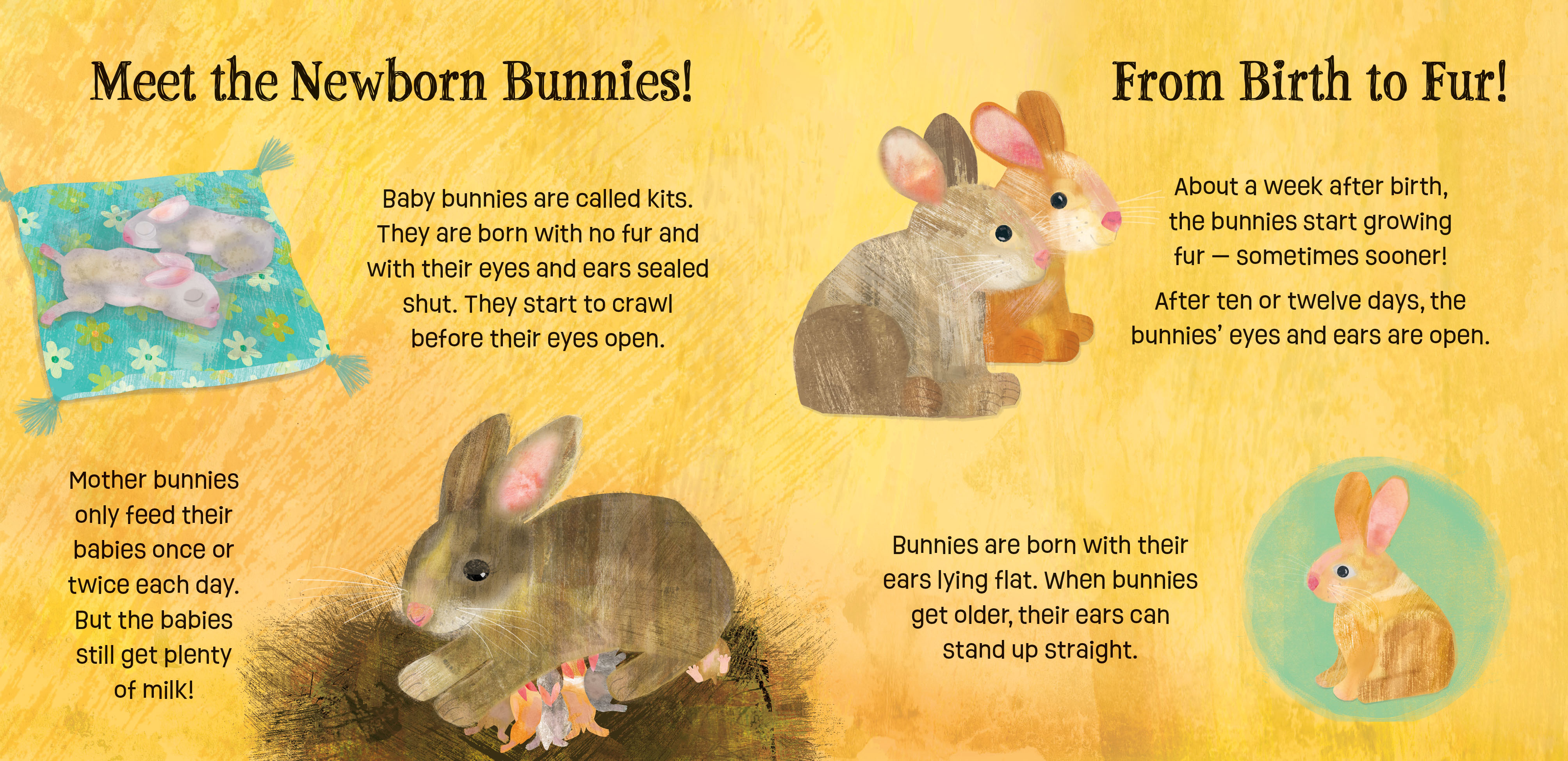 Illustrated endnotes from the childrens book, Bunnies Know and Grow, of newborn bunnies on a pillow, a mother bunny nursing babies, and fully grown bunnies with their ears perked up.