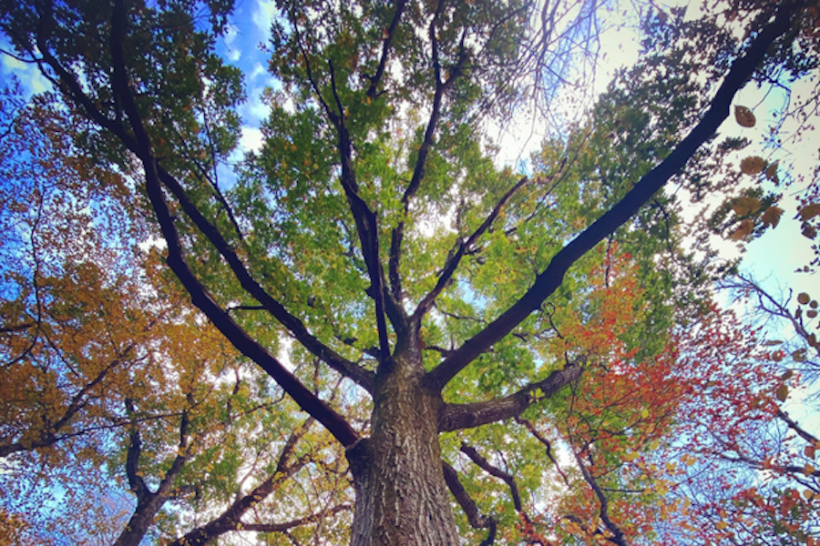 View up from under an oak tree.